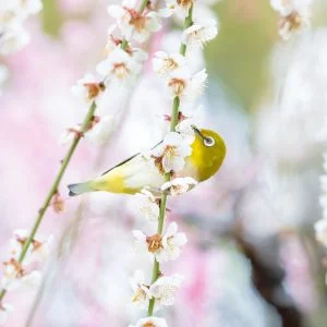 無料壁紙 蜜を吸うメジロ。PCとデスクトップ壁紙に最適な4K高画質の無料壁紙。三重県津市の結城神社の梅苑で撮影したフリー写真素材