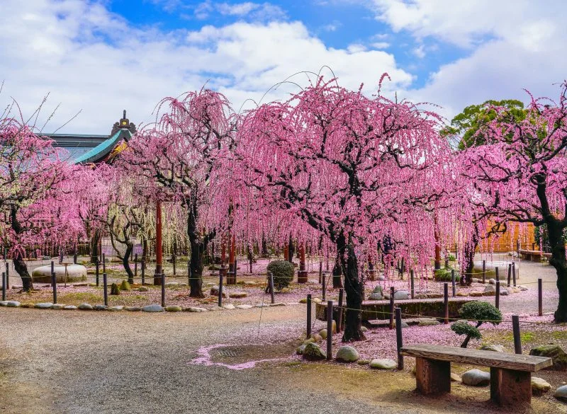 無料壁紙 結城神社の庭苑。PCとデスクトップ壁紙に最適な4K高画質の無料壁紙。三重県津市の結城神社の梅苑で撮影したフリー写真素材