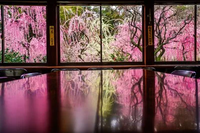 無料壁紙 結城神社の梅リフレクション。PCとデスクトップ壁紙に最適な4K高画質の無料壁紙。三重県津市の結城神社の梅苑で撮影したフリー写真素材