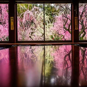 無料壁紙 結城神社の梅リフレクション。PCとデスクトップ壁紙に最適な4K高画質の無料壁紙。三重県津市の結城神社の梅苑で撮影したフリー写真素材