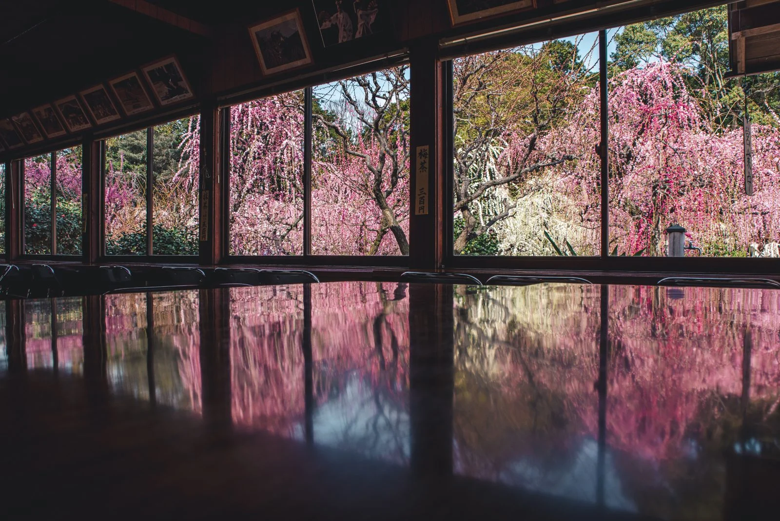 無料壁紙 しだれ梅リフレクション。PCとデスクトップ壁紙に最適な4K高画質の無料壁紙。三重県津市の結城神社の梅苑で撮影したフリー写真素材