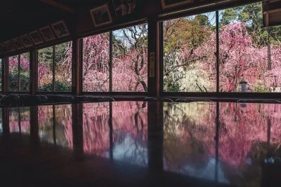 無料壁紙 しだれ梅リフレクション。PCとデスクトップ壁紙に最適な4K高画質の無料壁紙。三重県津市の結城神社の梅苑で撮影したフリー写真素材