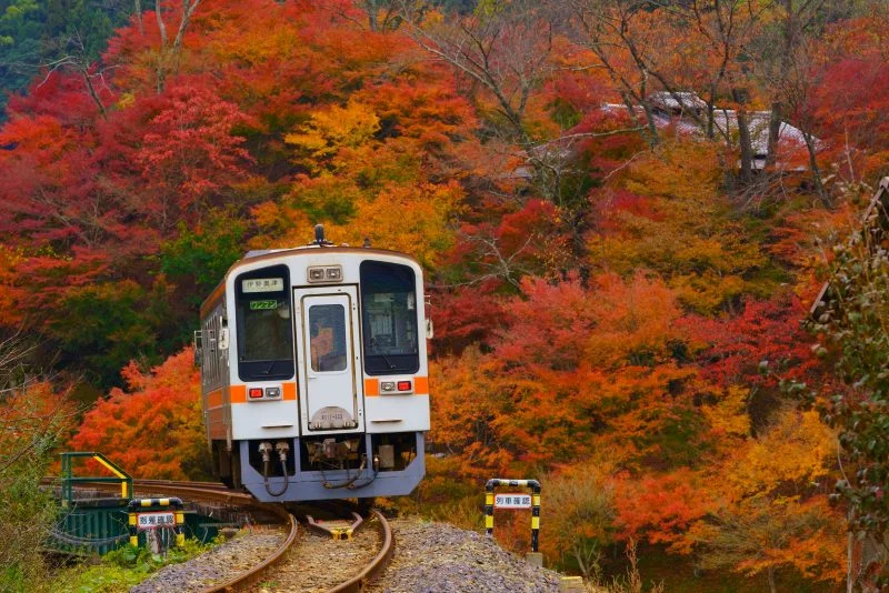 無料壁紙 家城の紅葉。PCとデスクトップ壁紙に最適な4K高画質の無料壁紙。三重県鉄道の名松線で撮影したフリー写真素材