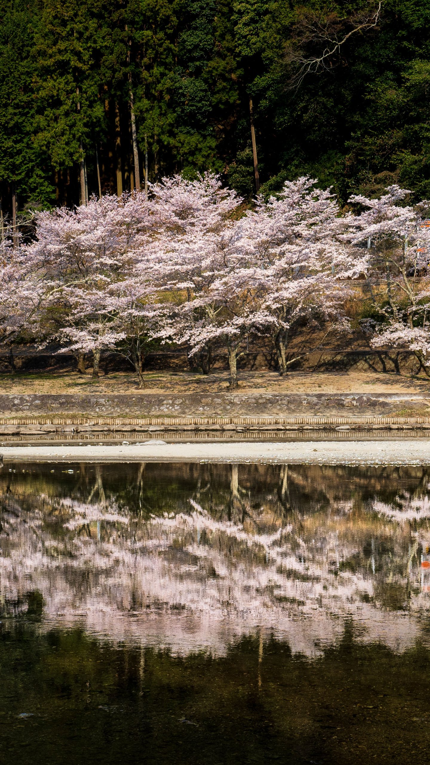 桜リフレクション(三重県鉄道・名松線)