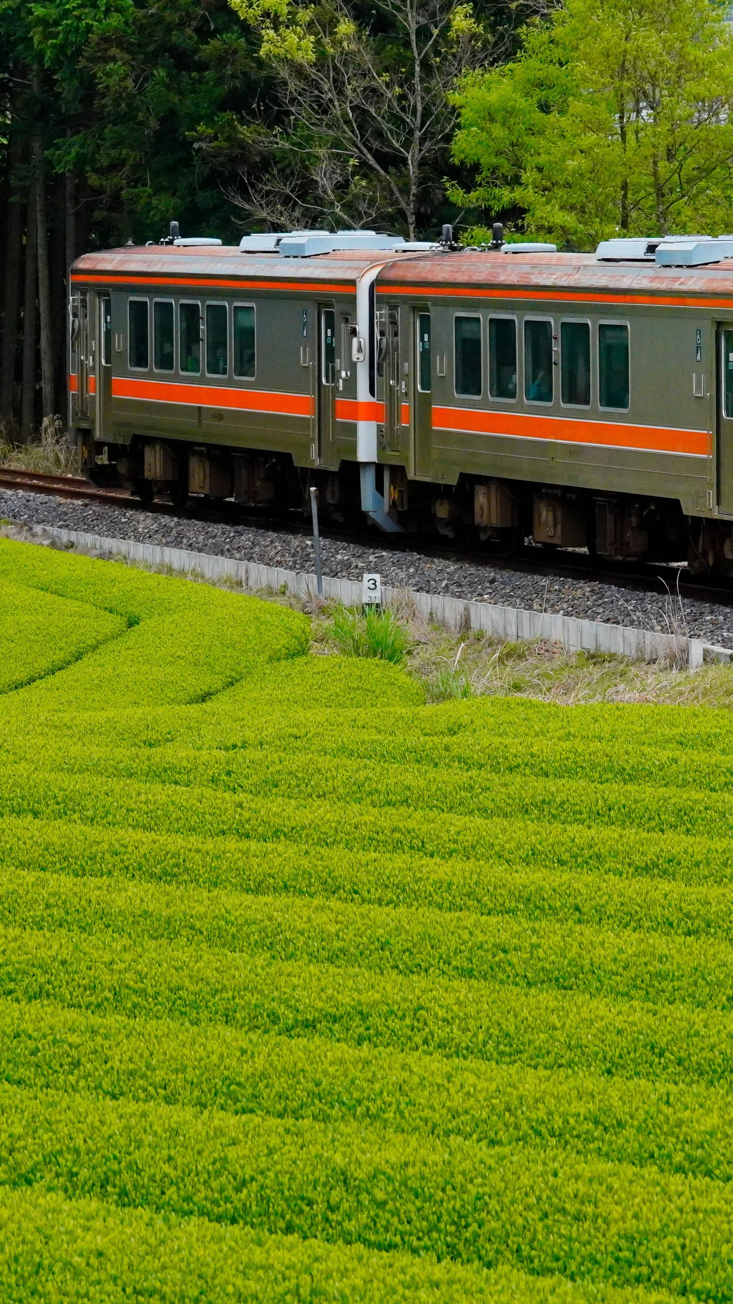 竹原の茶畑(三重県鉄道・名松線)