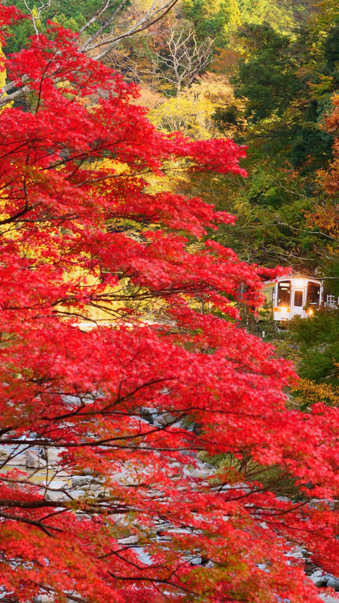 無料壁紙 比津の紅葉。PCとデスクトップ壁紙に最適な4K高画質の無料壁紙。三重県鉄道の名松線で撮影したフリー写真素材