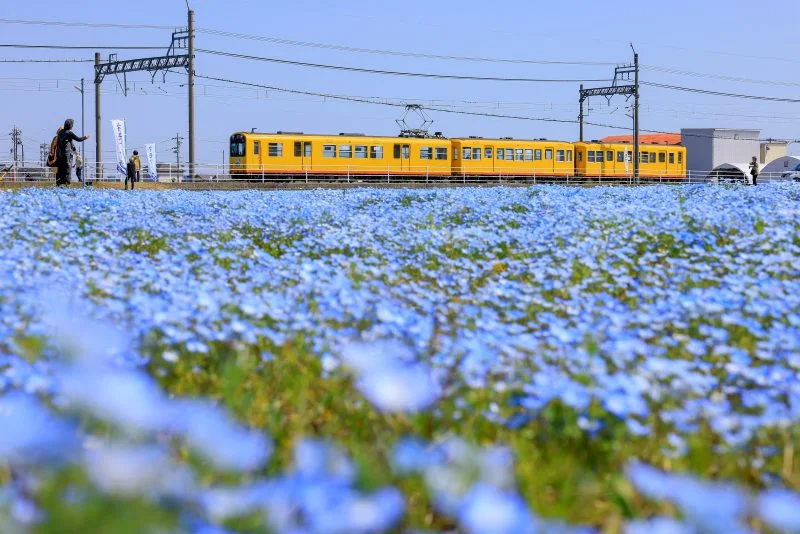 無料壁紙 ネモフィラ畑と三岐鉄道北勢線。PCとデスクトップ壁紙に最適な4K高画質の無料壁紙。三重県いなべ市の大泉駅近くのネモフィラ畑で撮影したフリー写真素材