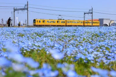 無料壁紙 ネモフィラ畑と三岐鉄道北勢線。PCとデスクトップ壁紙に最適な4K高画質の無料壁紙。三重県いなべ市の大泉駅近くのネモフィラ畑で撮影したフリー写真素材