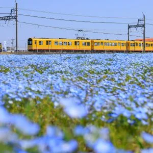 無料壁紙 ネモフィラ畑と三岐鉄道北勢線。PCとデスクトップ壁紙に最適な4K高画質の無料壁紙。三重県いなべ市の大泉駅近くのネモフィラ畑で撮影したフリー写真素材