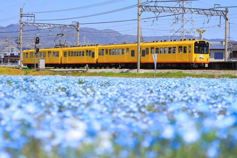 無料壁紙 青い絨毯のそばを走る列車。PCとデスクトップ壁紙に最適な4K高画質の無料壁紙。三重県いなべ市の大泉駅近くのネモフィラ畑で撮影したフリー写真素材