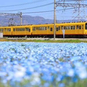 大泉駅近くのネモフィラ畑のフリー写真素材