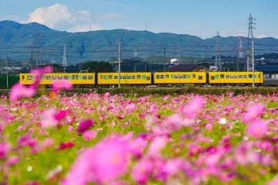 無料壁紙 三岐鉄道とコスモスの共演。PCとデスクトップ壁紙に最適な4K高画質の無料壁紙。三重県東員町の東員のコスモス畑で撮影したフリー写真素材