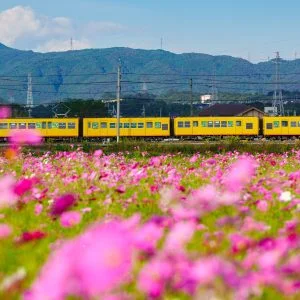 無料壁紙 三岐鉄道とコスモスの共演。PCとデスクトップ壁紙に最適な4K高画質の無料壁紙。三重県東員町の東員のコスモス畑で撮影したフリー写真素材