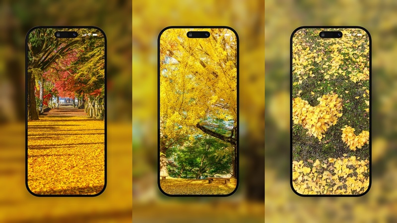 銀杏のスマホ壁紙・待ち受けが無料 🍂 おしゃれな銀杏のフリー写真素材まとめ