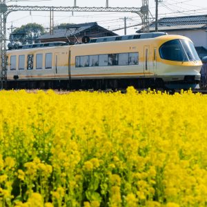 斎宮の菜の花畑の写真「イエロー伊勢志摩ライナーと菜の花」