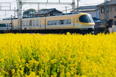 斎宮の菜の花畑の写真「イエロー伊勢志摩ライナーと菜の花」