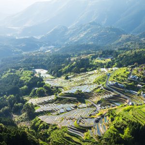 新緑の千枚田と山々