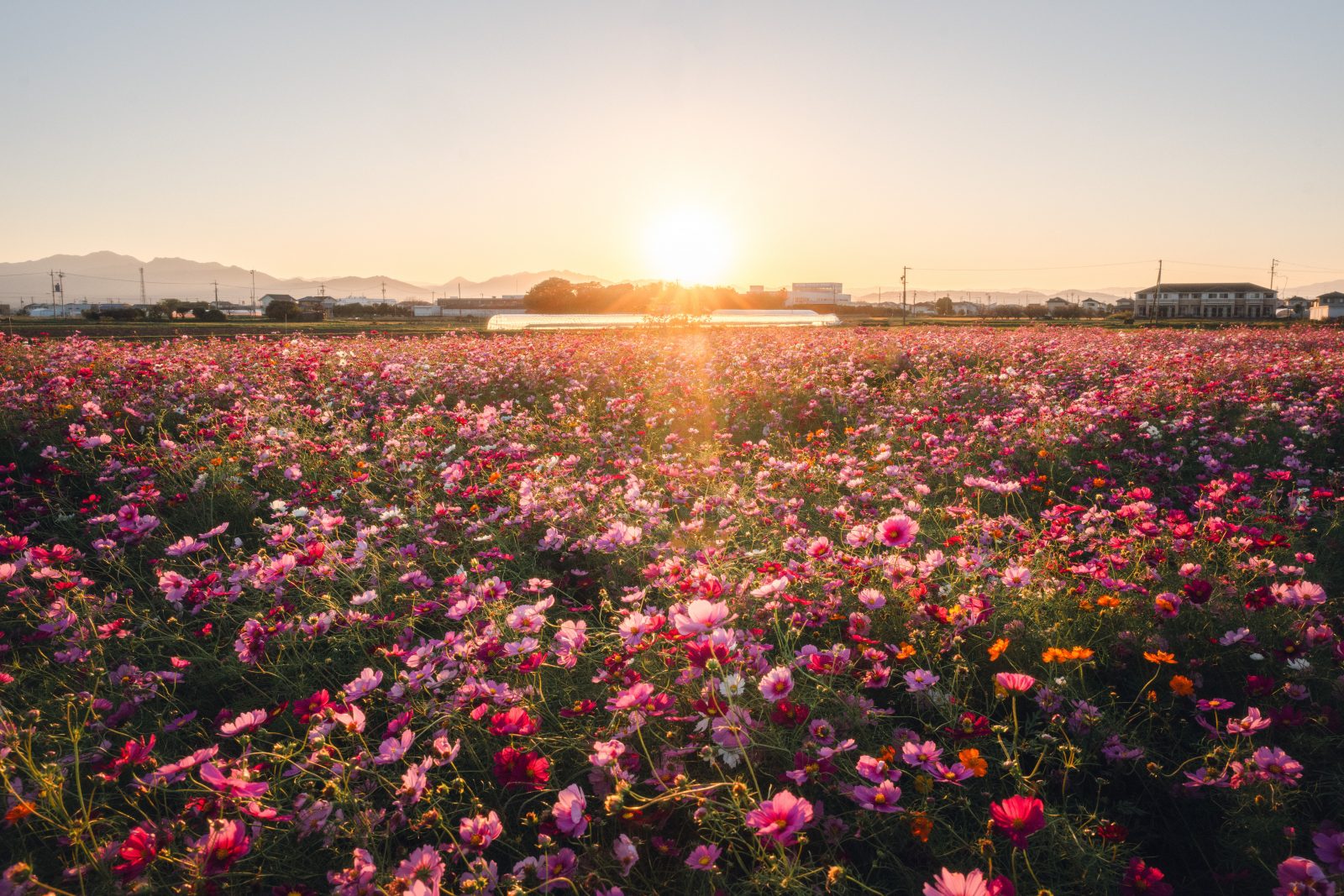 星合町のコスモス畑の写真「夕陽を浴びる色とりどりのコスモス」