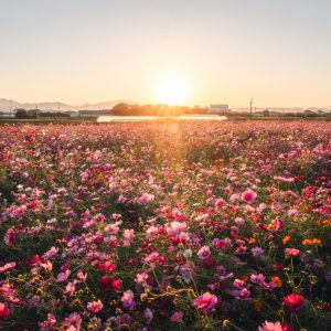 夕陽を浴びる色とりどりのコスモス