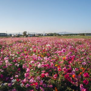 日中のコスモス畑の様子