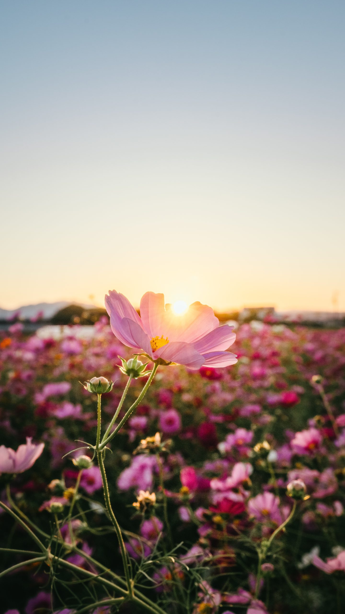 無料スマホ壁紙 夕陽に照らされる一輪のコスモス。AndroidとiPhoneに対応した4K高画質の無料待ち受け画像。三重県松阪市の星合町のコスモス畑で撮影したフリー写真素材