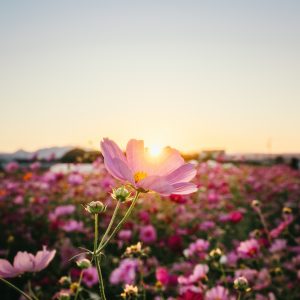 夕陽に照らされる一輪のコスモス