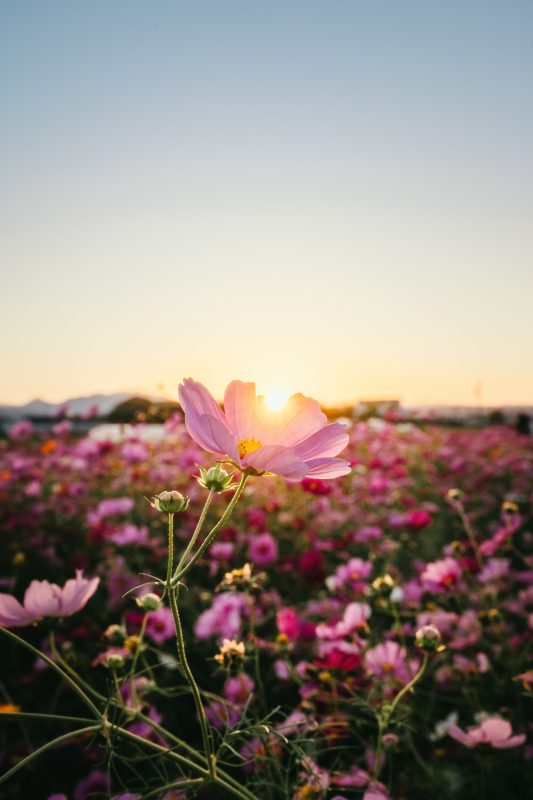 星合町のコスモス畑の写真「夕陽に照らされる一輪のコスモス」