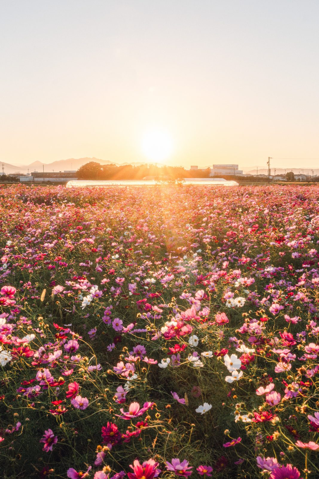 星合町のコスモス畑の写真「夕陽を浴びるコスモス」