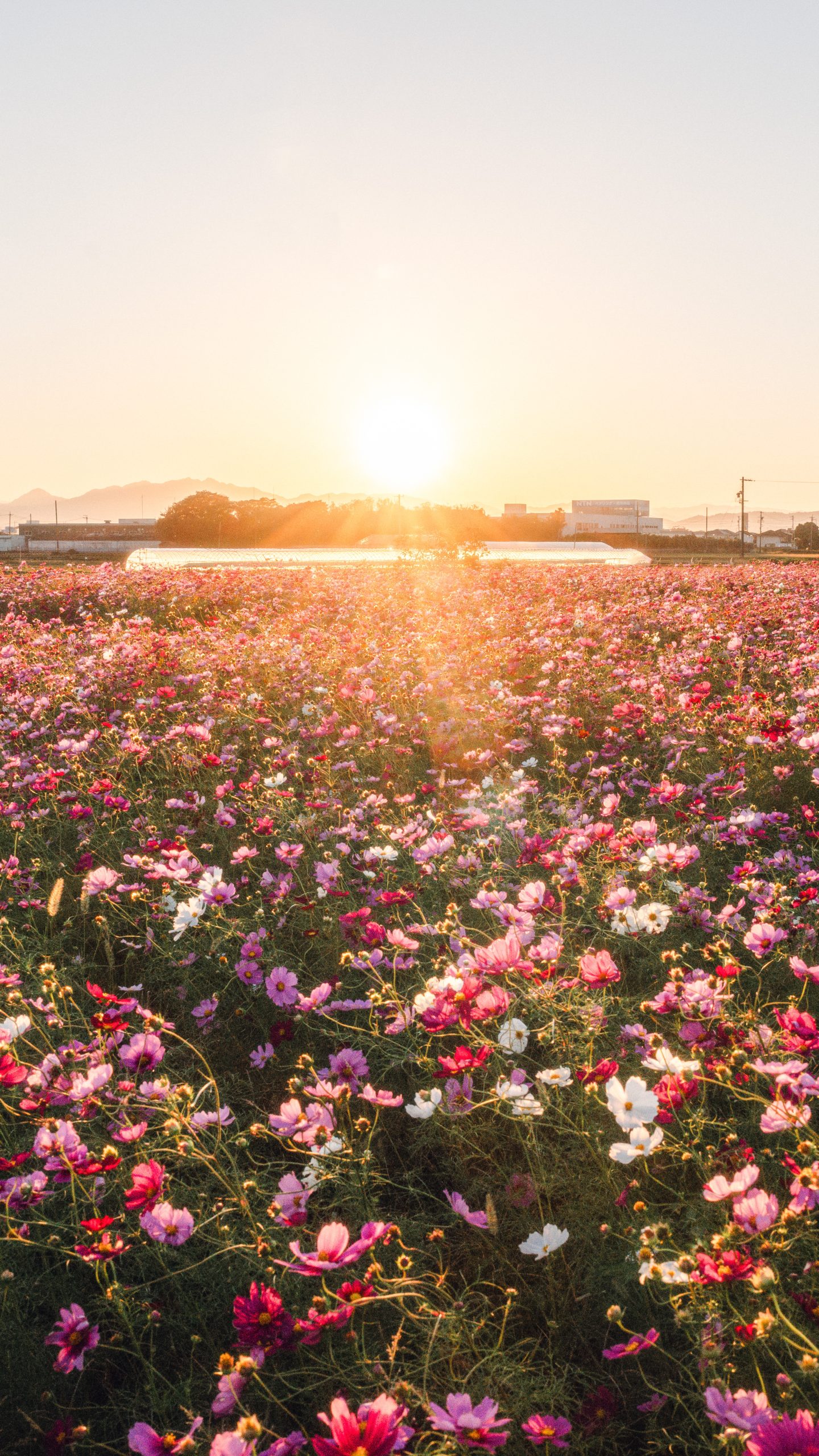 無料スマホ壁紙 夕陽を浴びるコスモス。AndroidとiPhoneに対応した4K高画質の無料待ち受け画像。三重県松阪市の星合町のコスモス畑で撮影したフリー写真素材