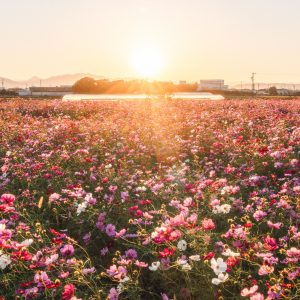 夕陽を浴びるコスモス