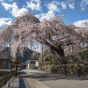 柏崎支所前のしだれ桜