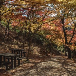 水沢もみじ谷の紅葉