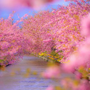 河津桜に包まれて