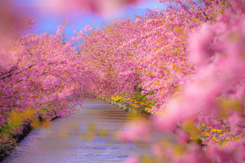 笠松河津桜ロードの写真「河津桜に包まれて」