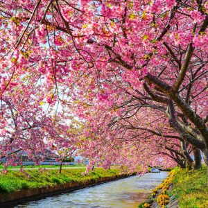 河津桜の幹