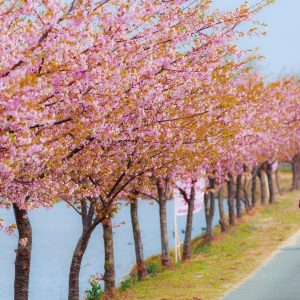 河津桜を楽しむ親子