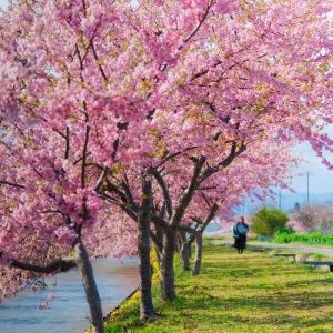 河津桜ロードを歩く