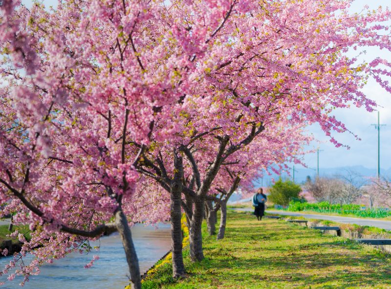 笠松河津桜ロードの写真「河津桜ロードを歩く」