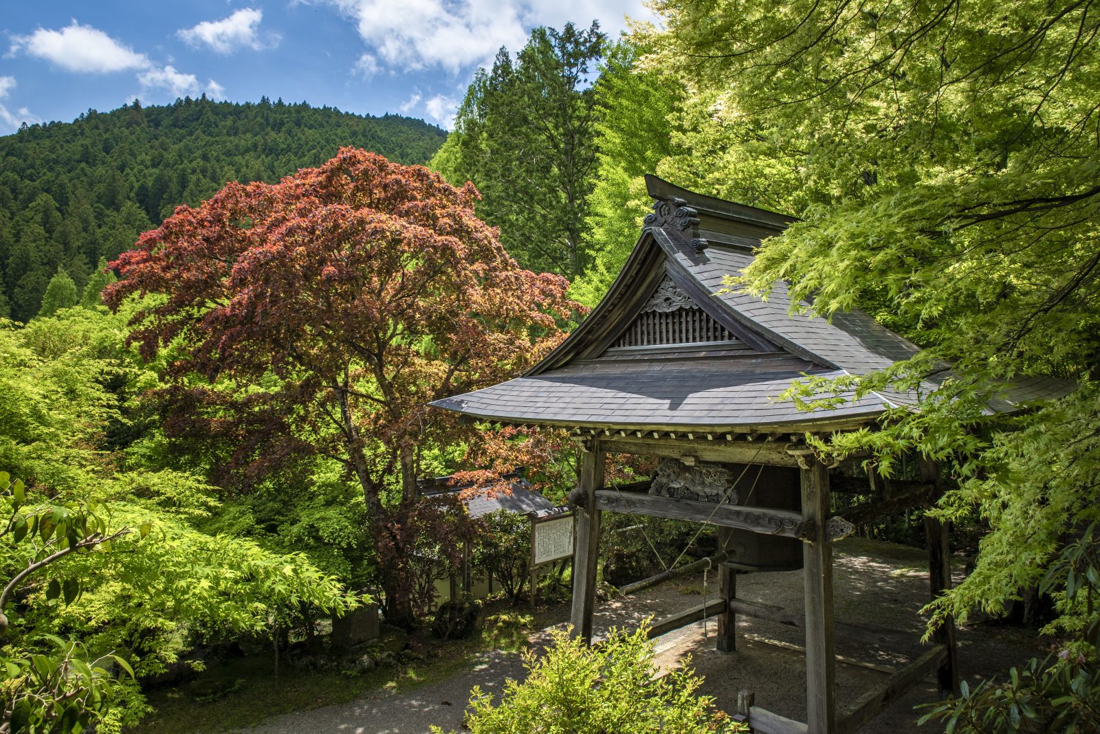 天開山泰運寺の写真「泰運寺の新緑」