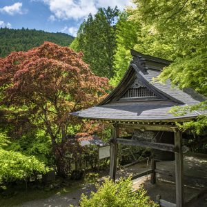 泰運寺の新緑