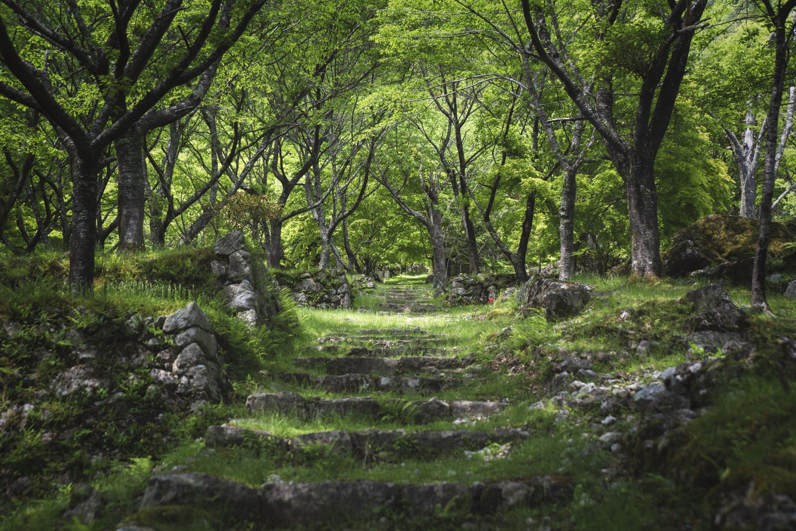 天開山泰運寺の写真「泰運寺の新緑２」