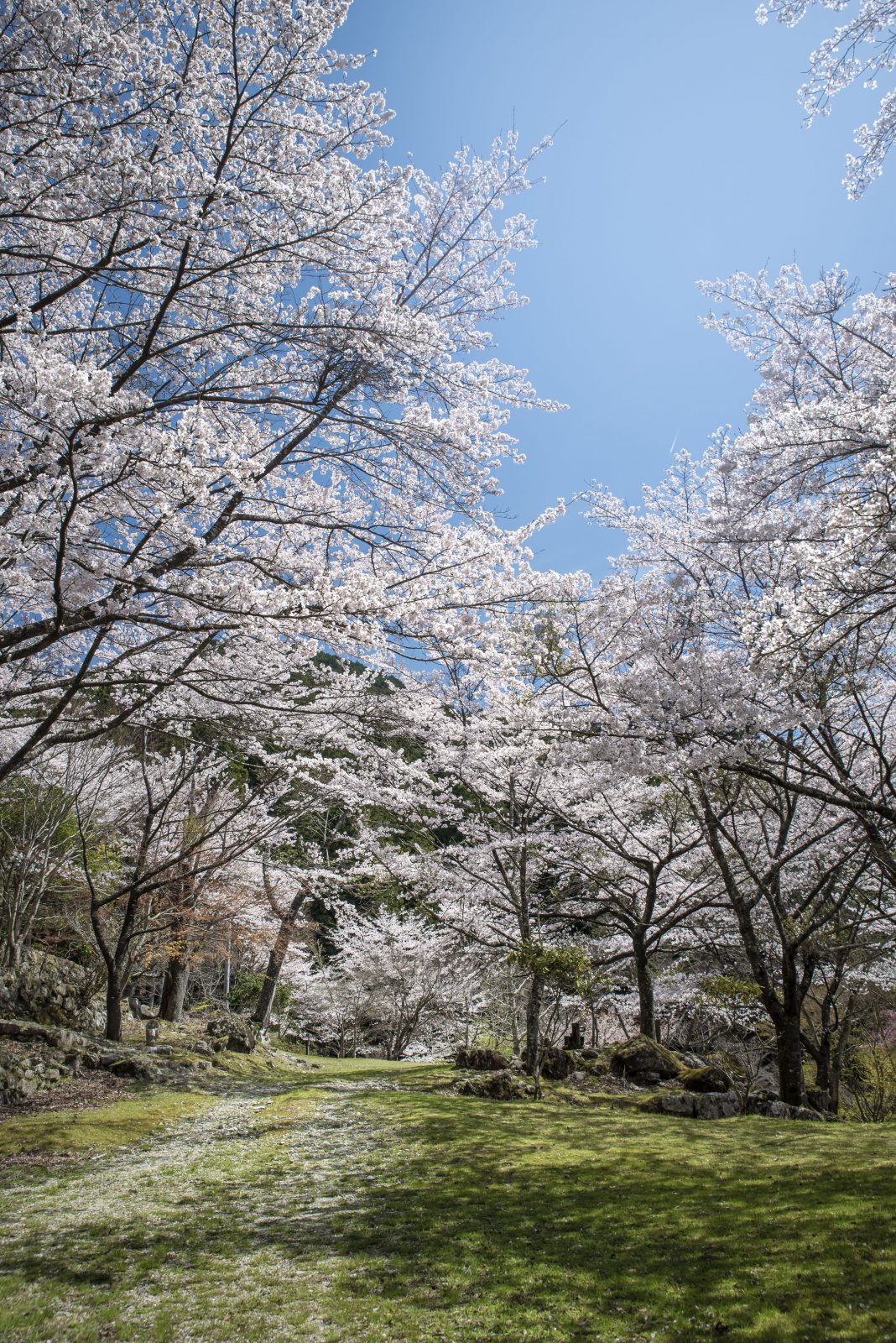 天開山泰運寺の写真「泰運寺の桜」