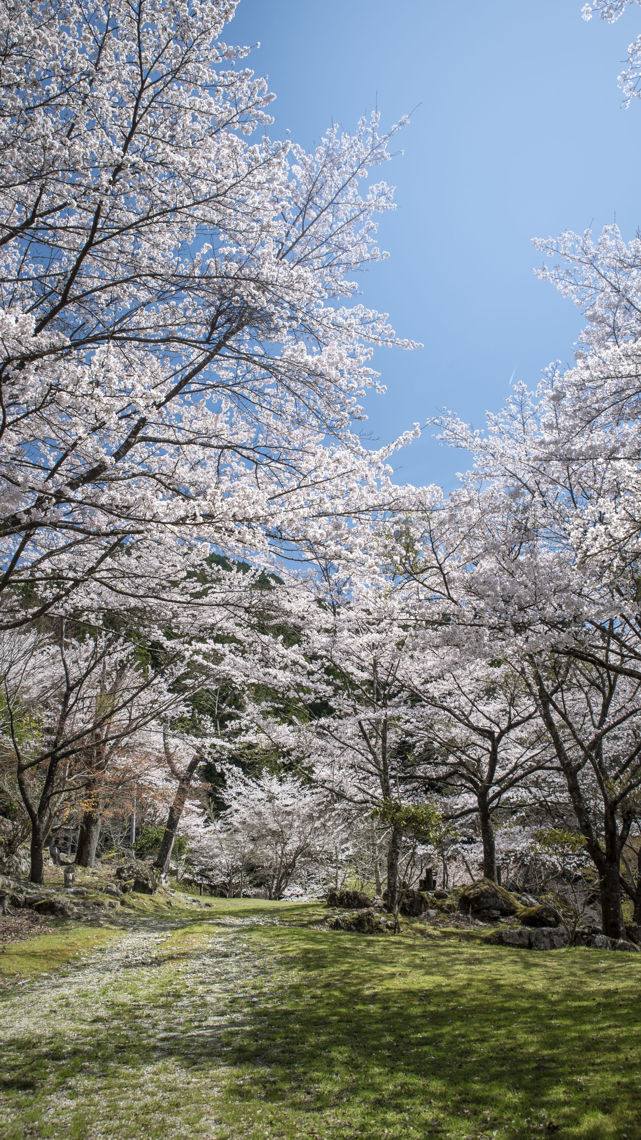 無料スマホ壁紙 泰運寺の桜。AndroidとiPhoneに対応した4K高画質の無料待ち受け画像。三重県松阪市の天開山泰運寺で撮影したフリー写真素材