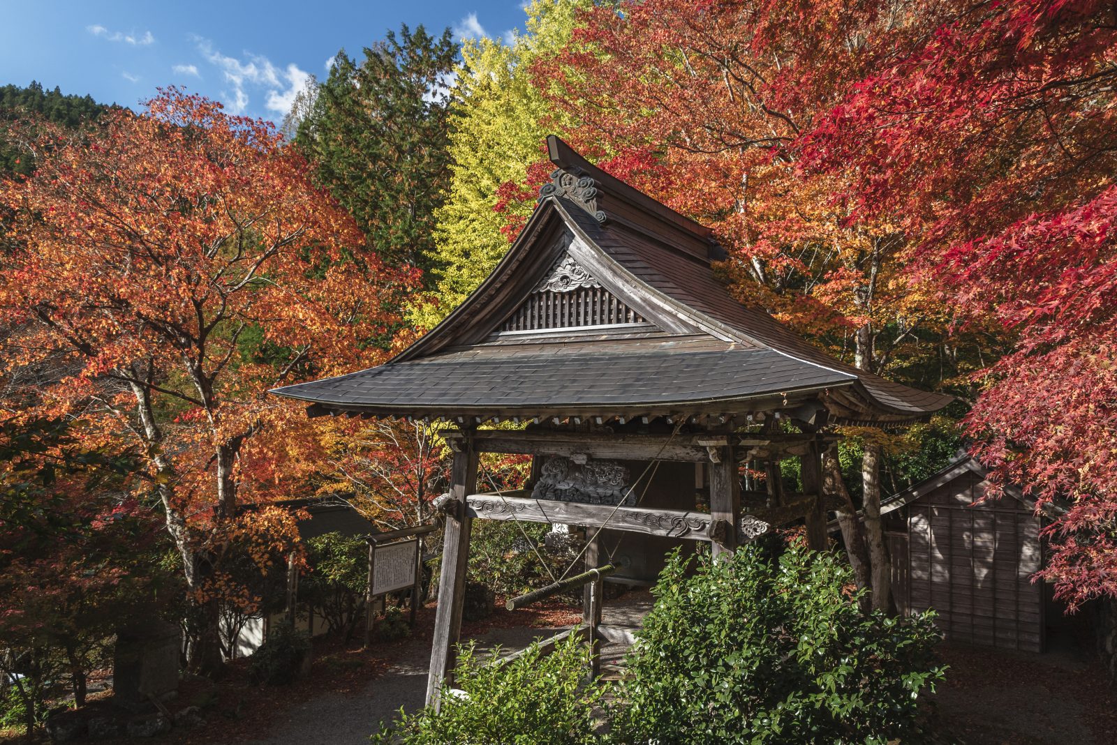 天開山泰運寺の写真「泰運寺の紅葉」