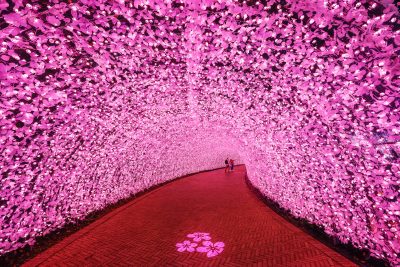 フリー写真素材「海さくら「ピンクのトンネル」」