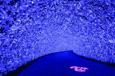 なばなの里の写真「海さくら「青のトンネル」」
