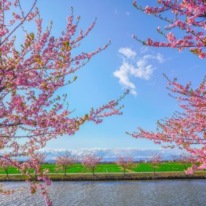 笠松町の田んぼと桜