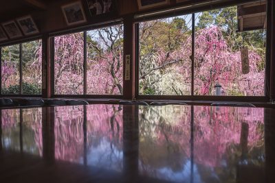 結城神社の梅苑の写真「結城神社 リフレクション」