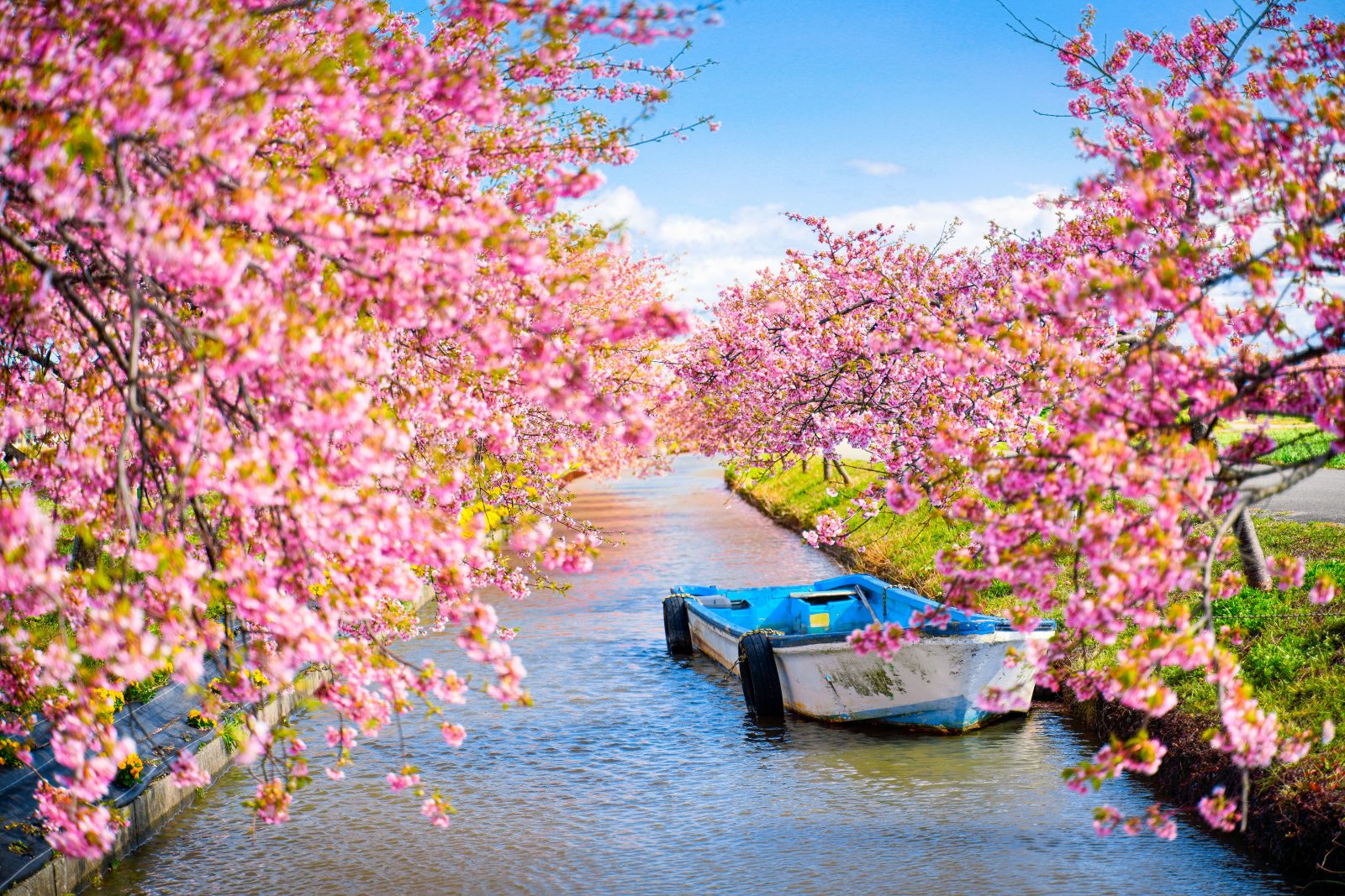 笠松河津桜ロードの写真「絵になる船」