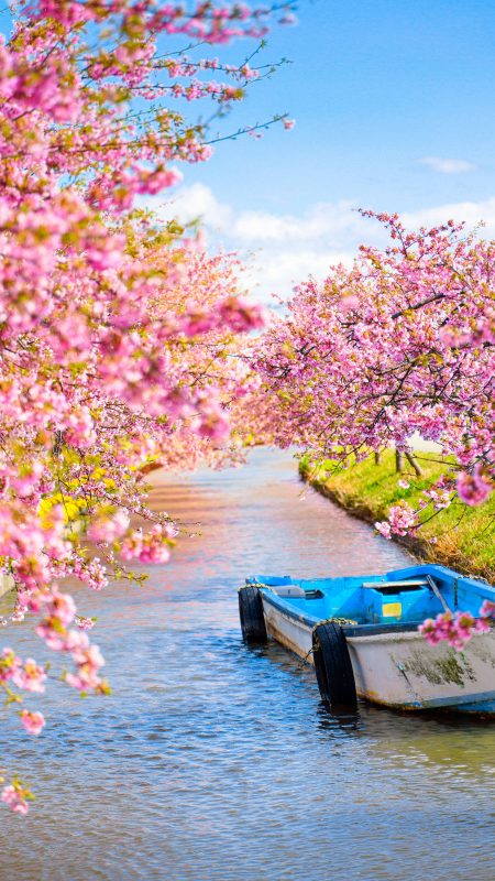 笠松河津桜ロードの写真「絵になる船」